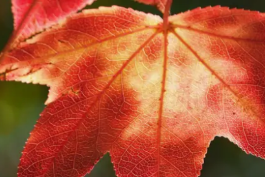 Autumn red leaf