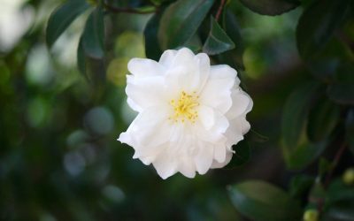 Araluen Re-accredited as Camellia Garden of Excellence