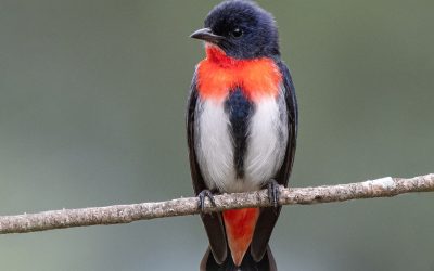 Winged Wonders: Exploring the Avian Symphony at Araluen Botanic Park (Mistletoebird)