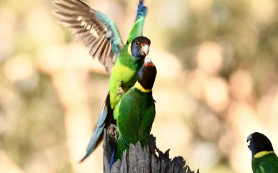 Winged Wonders: Exploring the Avian Symphony at Araluen Botanic Park (Australian Ringneck)
