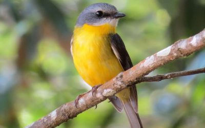 Discovering the Western Yellow Robin at Araluen Botanic Park